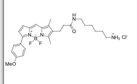 BDP-TMR-amine