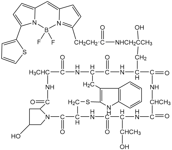 BODIPY 558/568 Phalloidin