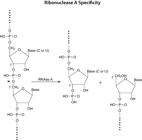 Ribonuclease A≥ 60Kunitz units/mg CAS:9001-99-4