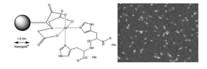 1.8nm Ni-NTA-Nanogold