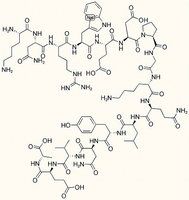 C3 Peptide P16