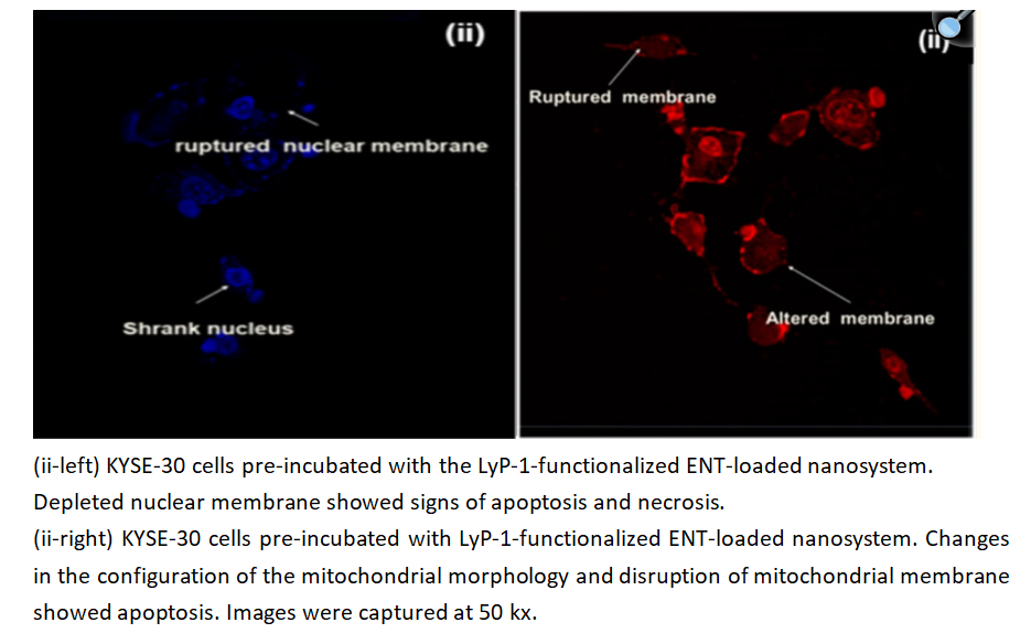 FITC-labelled LyP-1-PEG2k-PEI25k-g-CHT50k nanoparticles 
