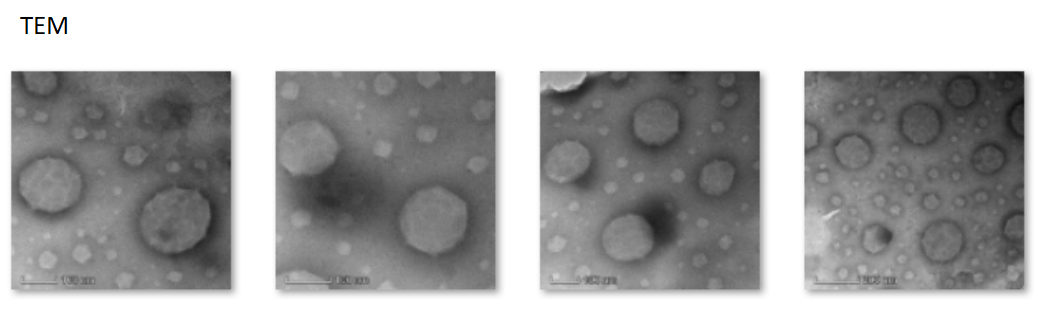 HSA@ICG nanoparticles